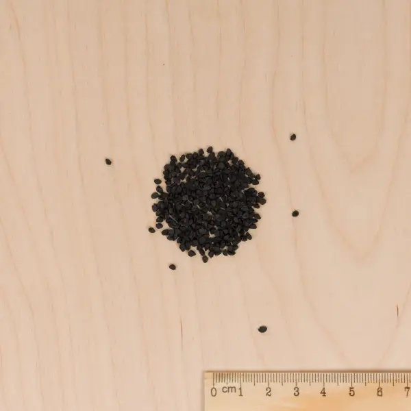 Aromatiques - Ciboule Commune Rouge - MEDIA_3D